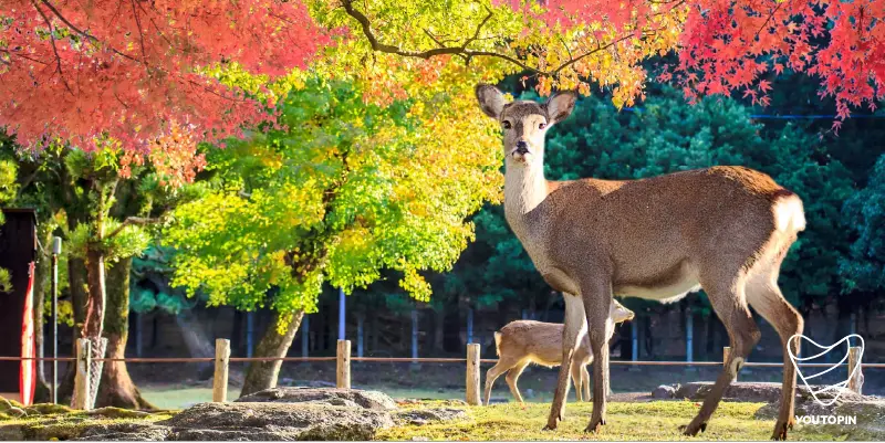 جاهای دیدنی ژاپن