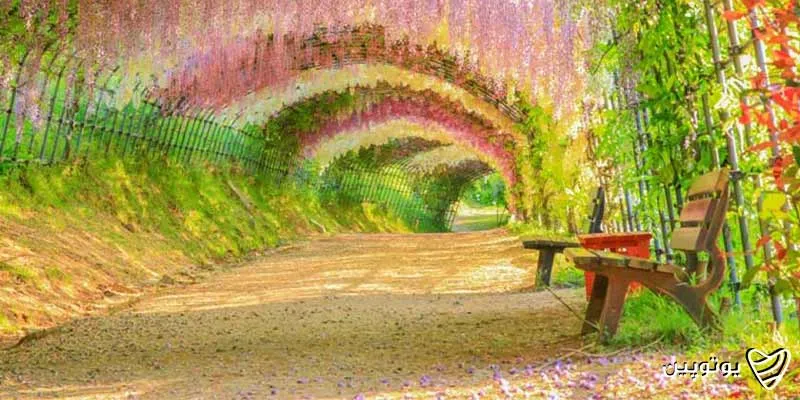 پارک-گل_های-آشیکاگا