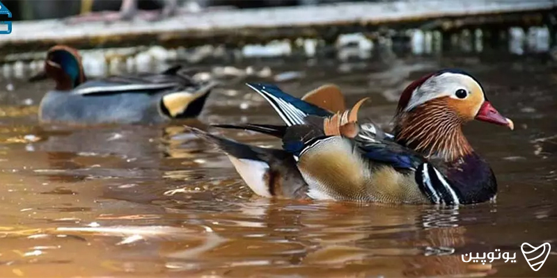 باغ پرندگان آستارا