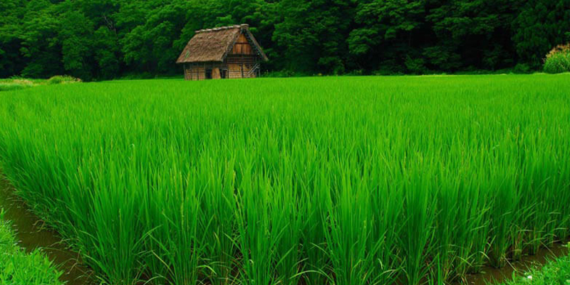 جاهای دیدنی فومن