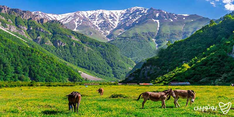 دشت دریاسر
