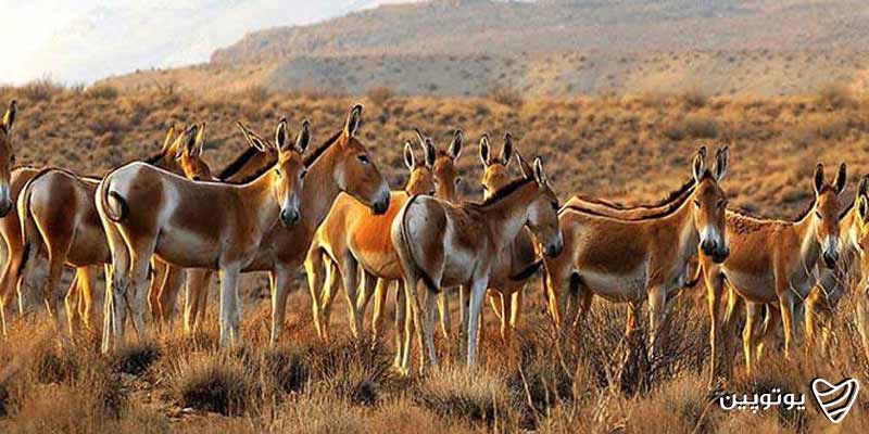 منطقه-شکار-ممنوع-جیک-و-زیدر