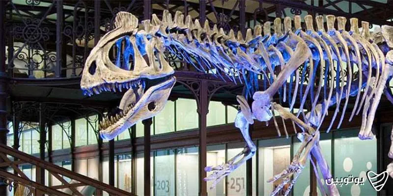 موزه تاریخ طبیعی بروکسل