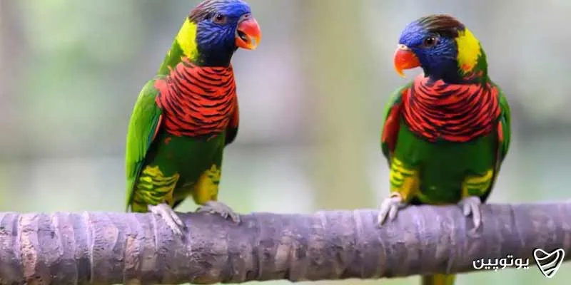 پارک-پرندگان-کوالالامپور