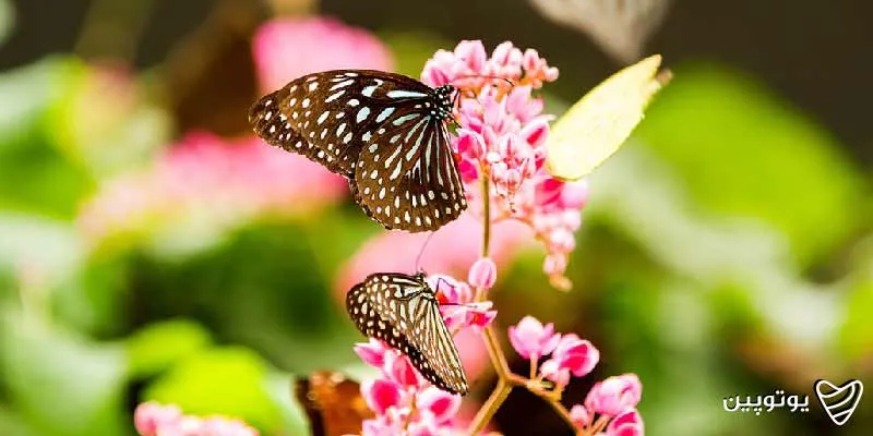 پارک-پروانه-کوالالامپور